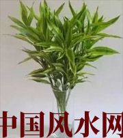 乌鲁木齐十二生肖养什么植物最旺财运？你知道吗！